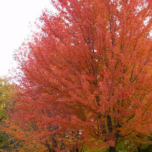 Maple Autumn Blaze #10