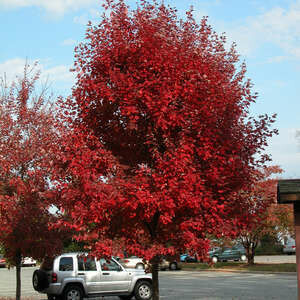 Maple Brandywine #10
