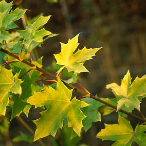 Maple Princeton Gold #10