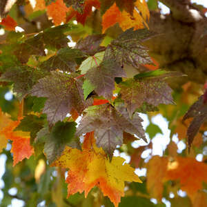 Maple Sun Valley #10