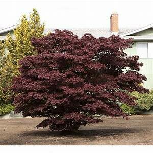 Maple Japanese Bloodgood #5