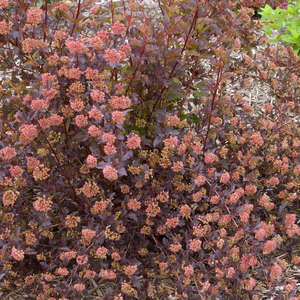 Ninebark Summer Wine #3 Ninebark Summer Wine #3