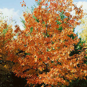 Oak Red #7