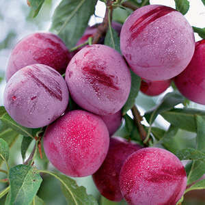 Plum Waneta 11/16"