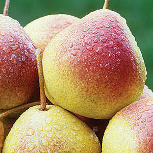 Pear Summercrisp 1