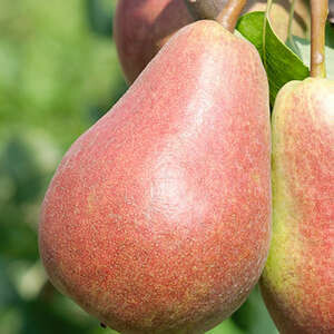 Pear Parker 11/16"