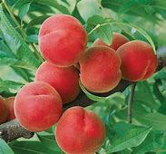 Peach Contender 11/16"