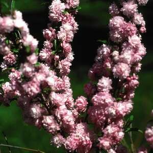 Pink Flowering Almond