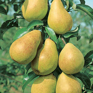 Pear Luscious 1