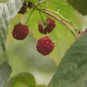 Raspberry Souris #1
