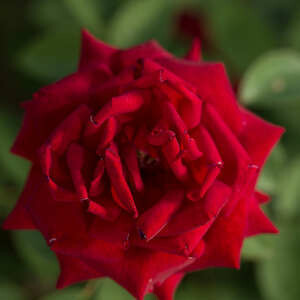 Rose Kashmir Bud & Bloom