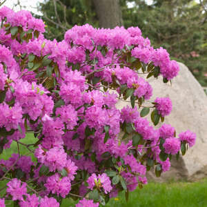 Rhododendron PJM #3
