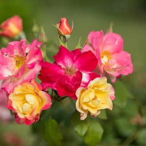 Rose Campfire #2 Rose Campfire #2