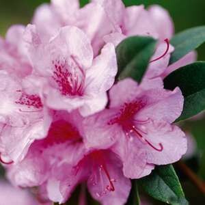 Rhododendron Aglo #2