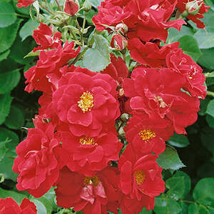 Rose Champlain Rose Champlain