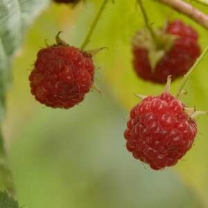 Raspberry Caroline #1