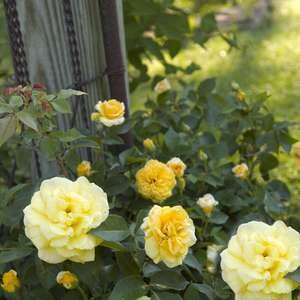 Rose High Voltage 
