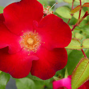 Rose Screaming Neon Red Bud & Bloom