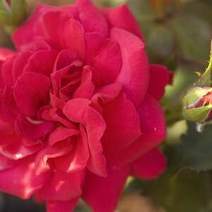 Rose Super Hero #3