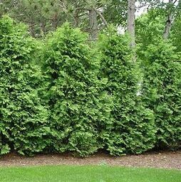 Arborvitae Dark Green #5