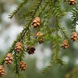 Hemlock Canadian #3