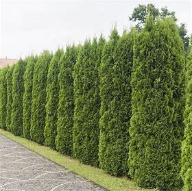 Arborvitae Emerald Green #3
