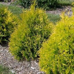 Arborvitae Lemon Burst #2