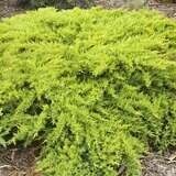 Juniper Daub's Frosted #3