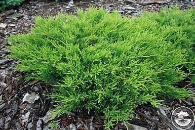 Juniper Youngstown Andorra  #3