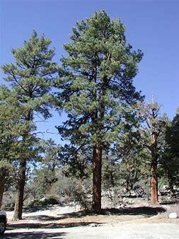 Pine Ponderosa #3