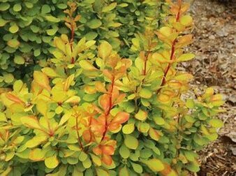 Barberry Golden Torch #3