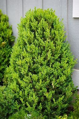 Boxwood, Green Mountain #2