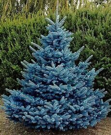 Spruce Baby Blue #2