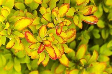 Barberry Limoncello #3