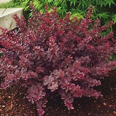 Barberry Royal Burgundy #3