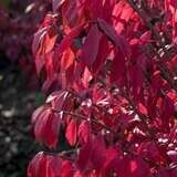 Burning Bush Dwarf #5