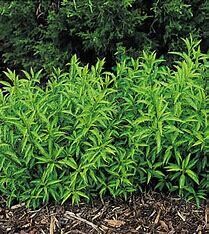 Forsythia Bronxensis #3 Forsythia Bronxensis #3