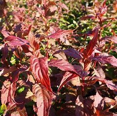 Honeysuckle, Kodiak Red #3