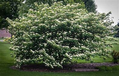 Dogwood, Pagoda #5