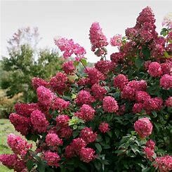 Hydrangea Fire Light #3