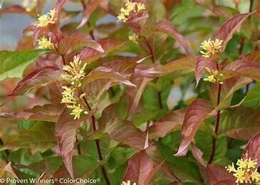 Honeysuckle Kodiak Orange #3