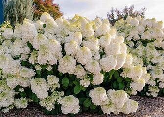 Hydrangea Little Hottie #2