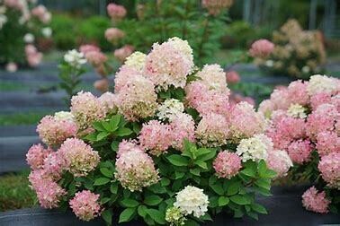 Hydrangea Fire Light Tidbit #3