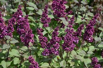 Lilac Virtual Violet #3