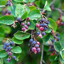 Serviceberry, Autumn Brilliance #5