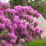 Rhododendron PJM #5