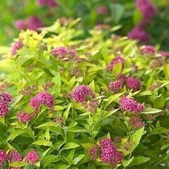 Spirea Dakota Goldcharm #3