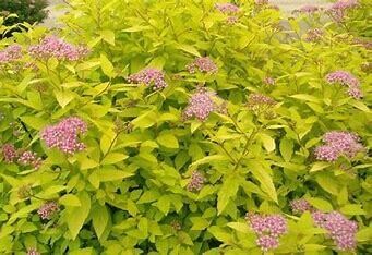 Spirea Goldmound #3