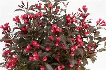 Weigela Electric Love #2