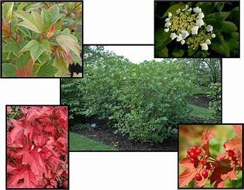Viburnum Red Wing Cranberrybush #5